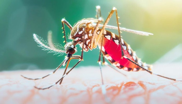 আজও ডেঙ্গুতে ৪ জনের মৃত্যু
