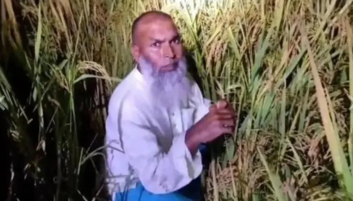 ধানক্ষেতে লুকিয়েও শেষ রক্ষা হলো না আওয়ামী লীগ নেতার